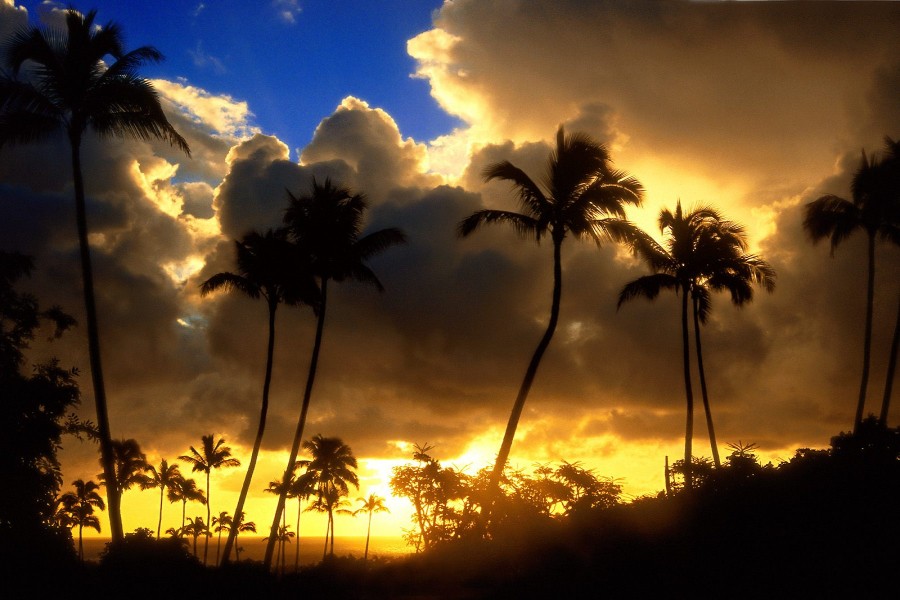 Sol entre nubes iluminando las palmeras