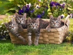 Gatitos dentro de una cesta en el jardín