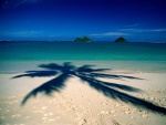 La sombra de una palmera sobre la playa
