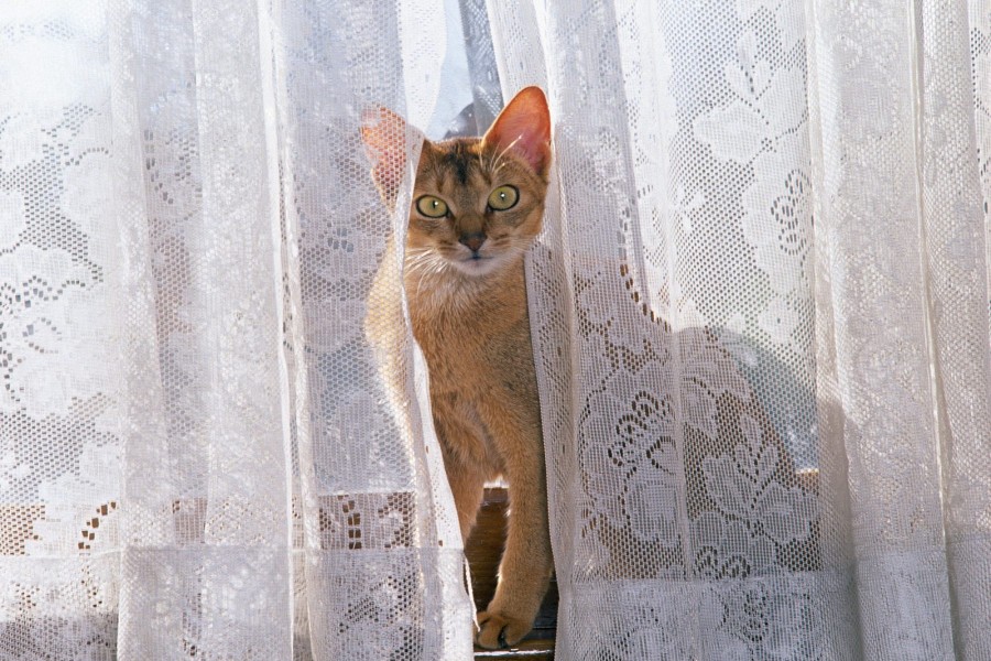 Un gato entre las cortinas