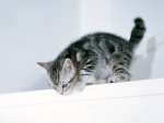 Gatito gris en una estantería