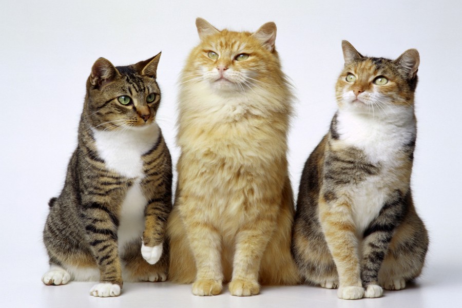 Tres hermosos gatos
