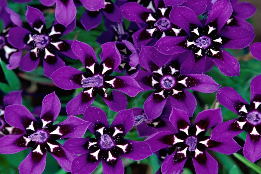 Hermosas flores de color púrpura y blanco