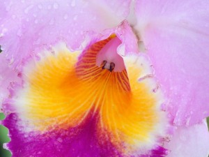 El centro de una orquídea