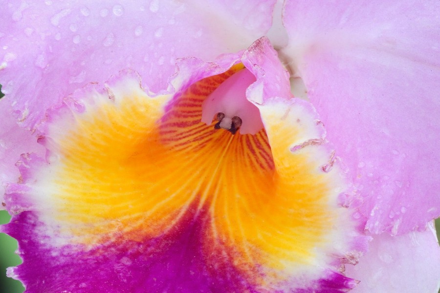 El centro de una orquídea
