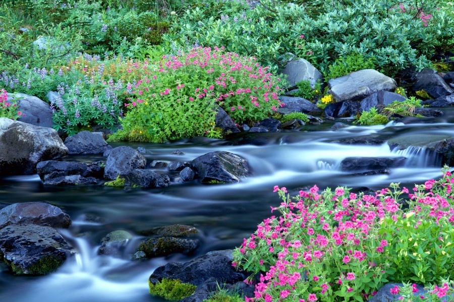 Flores y plantas a orillas del río