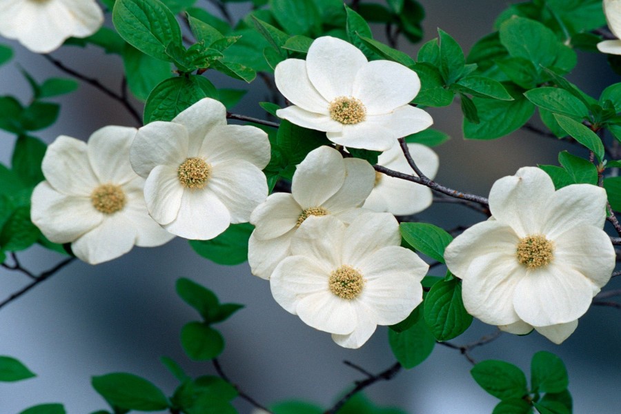 Bonitas flores blancas en las ramas