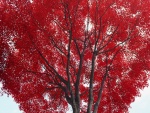 Hojas rojas en un árbol