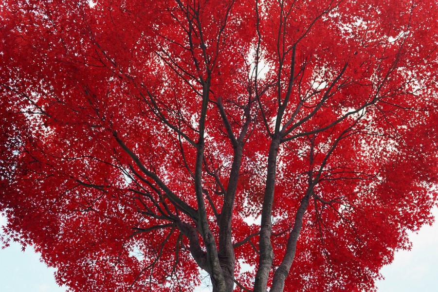 Hojas rojas en un árbol
