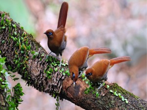Postal: Curioso trío de pájaros en una rama