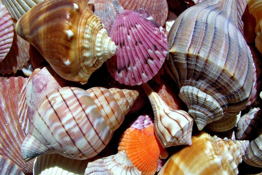 Diferentes conchas marinas