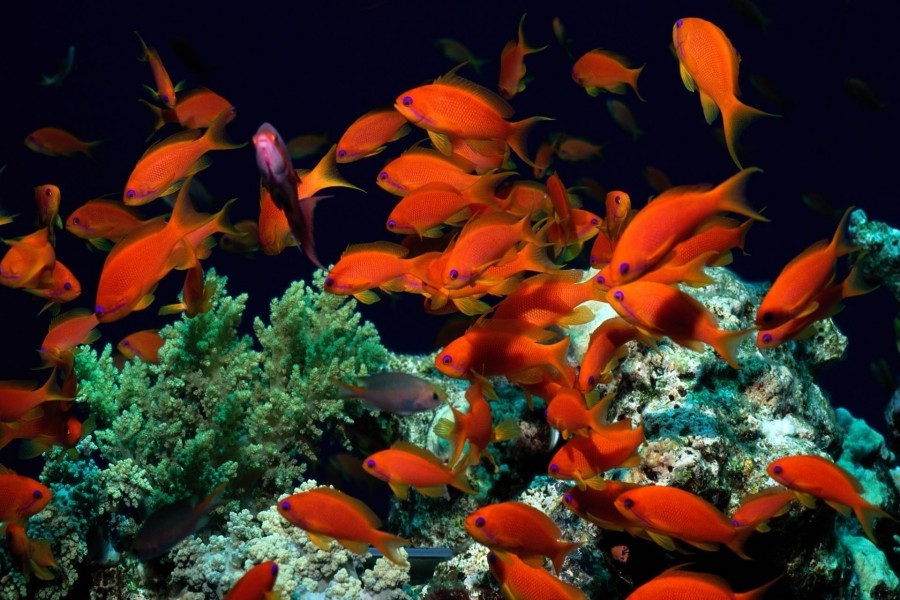 Un banco de peces naranja sobre un arrecife