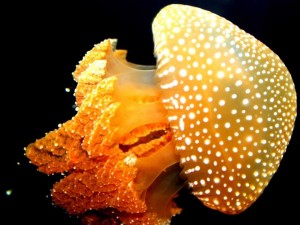 Postal: Vistosa medusa amarilla