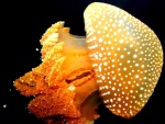 Vistosa medusa amarilla