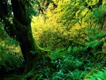 Árbol y helechos en el bosque