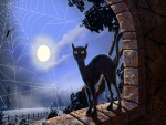 Gato negro a la luz de la luna