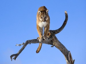 Postal: Puma en un árbol