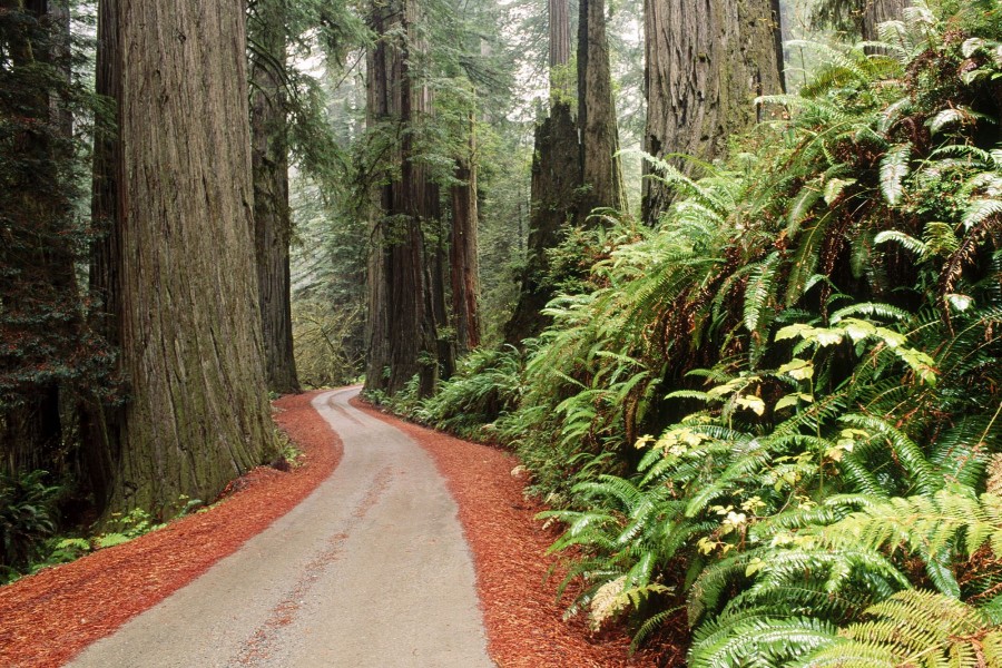 Parque Nacional Redwood (California)
