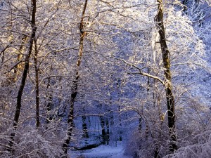 Postal: Nieve en el bosque