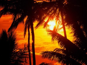 Sol brillando tras las palmeras