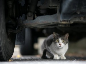 Gato escondido bajo un coche