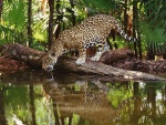 Un jaguar bebiendo agua