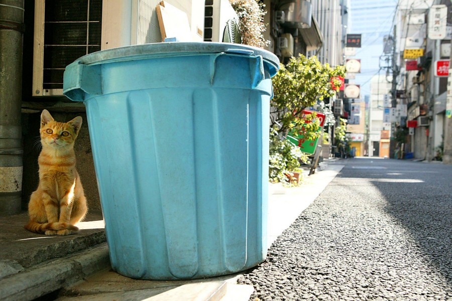 Gato sentado junto a un cubo de basura