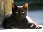 Un gato negro tumbado al sol