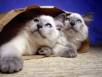 Dos gatos dentro de una bolsa de papel