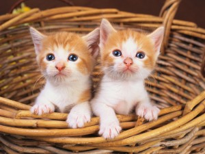Dos lindos gatitos dentro de una cesta