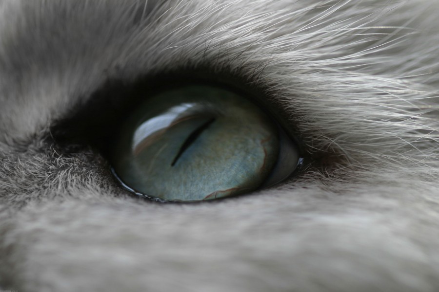El ojo azul de un gato