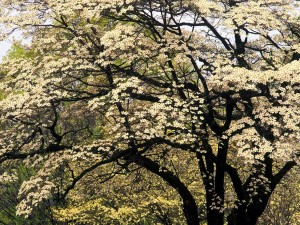 Postal: Árboles en flor durante la primavera