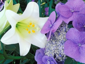 Flores blancas y lilas