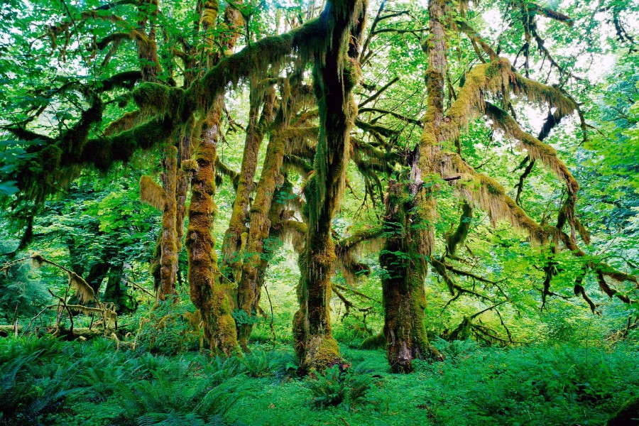 Selva Hoh (Parque Nacional de Olympia, Washington)