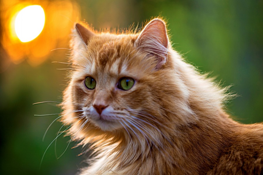 Bonito gato de ojos verdes
