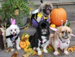 Perros preparados para festejar Halloween