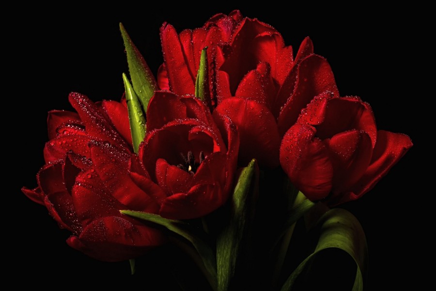 Ramo de tulipanes rojos