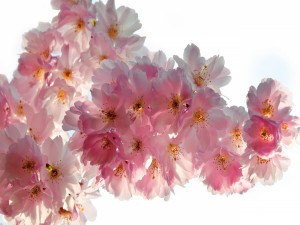 Hermosas flores de cerezo