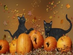 Gatos negros entre calabazas de Halloween