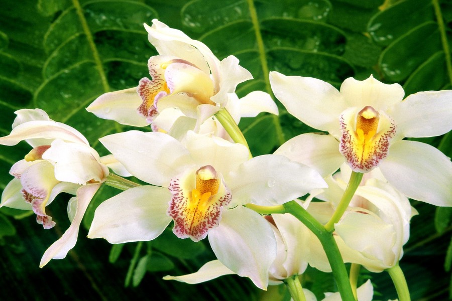 Orquídeas en la naturaleza