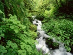 Riachuelo fluyendo en un verde bosque