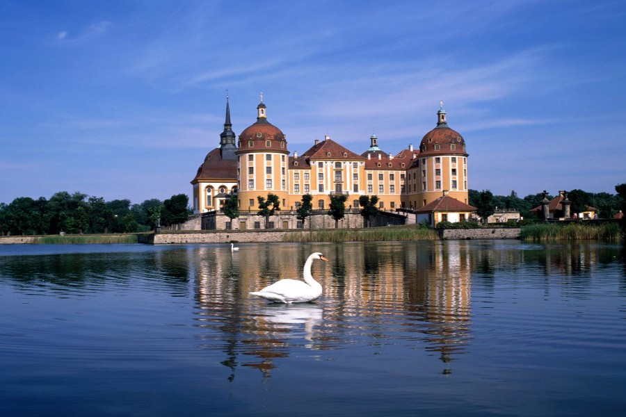 Cisnes junto al Palacio de Moritzburg
