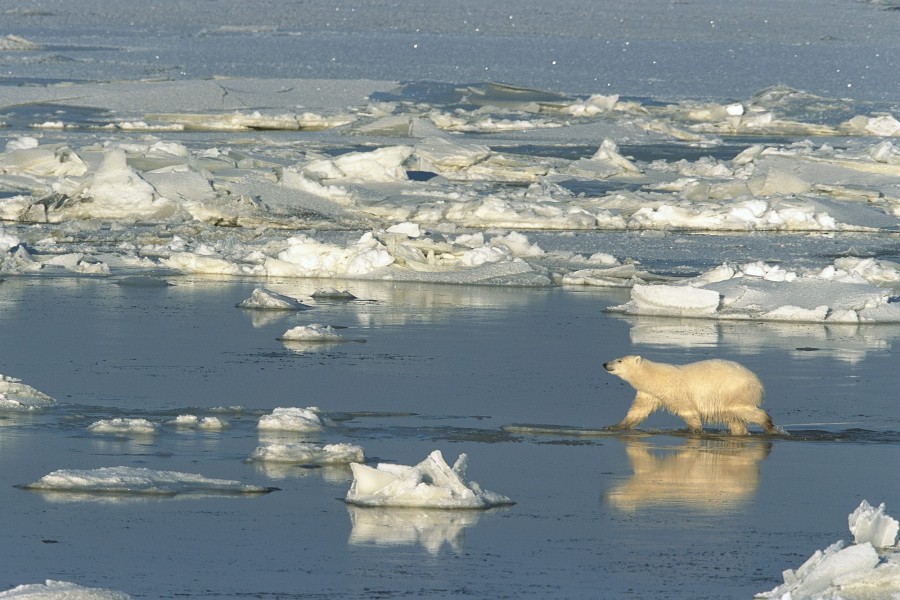 Oso polar caminando por el agua