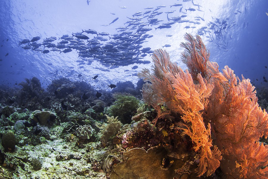 Peces y corales en el fondo marino