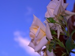 Rosas blancas bajo el cielo azul
