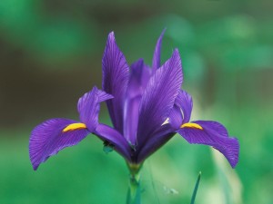 Postal: Un hermoso iris en el jardín