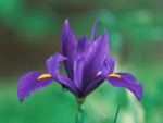 Un hermoso iris en el jardín