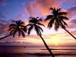 Tres palmeras a orillas del mar