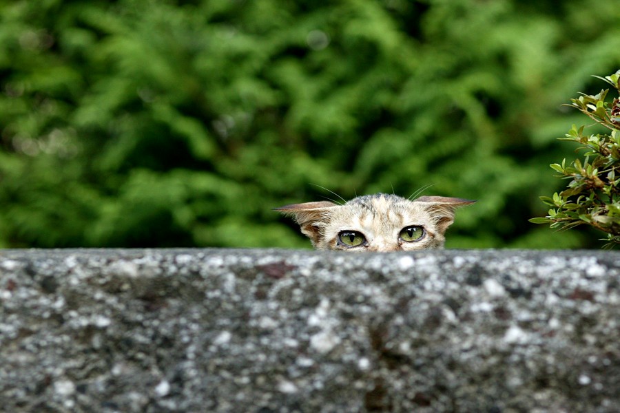Un gato espiando tras el muro