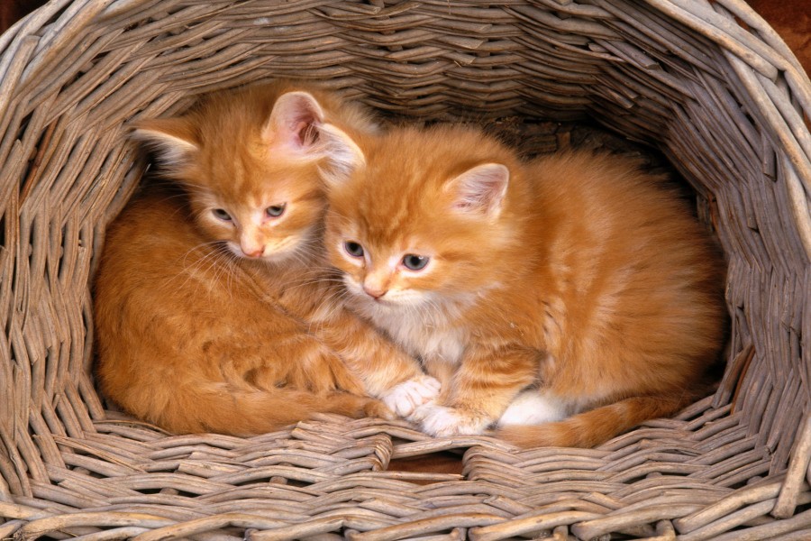 Dos gatitos acurrucados en una cesta